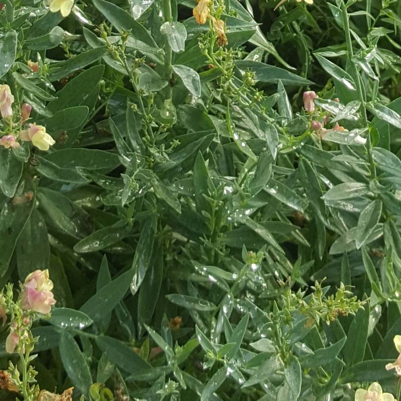 Purppurakannusruoho Peachy (Lehvistö)