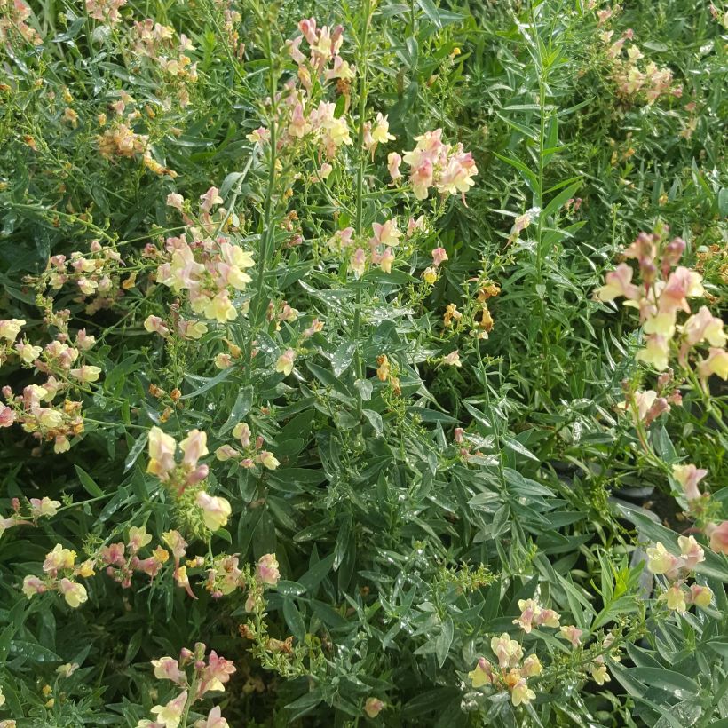 Purppurakannusruoho Peachy (Kasvutapa)