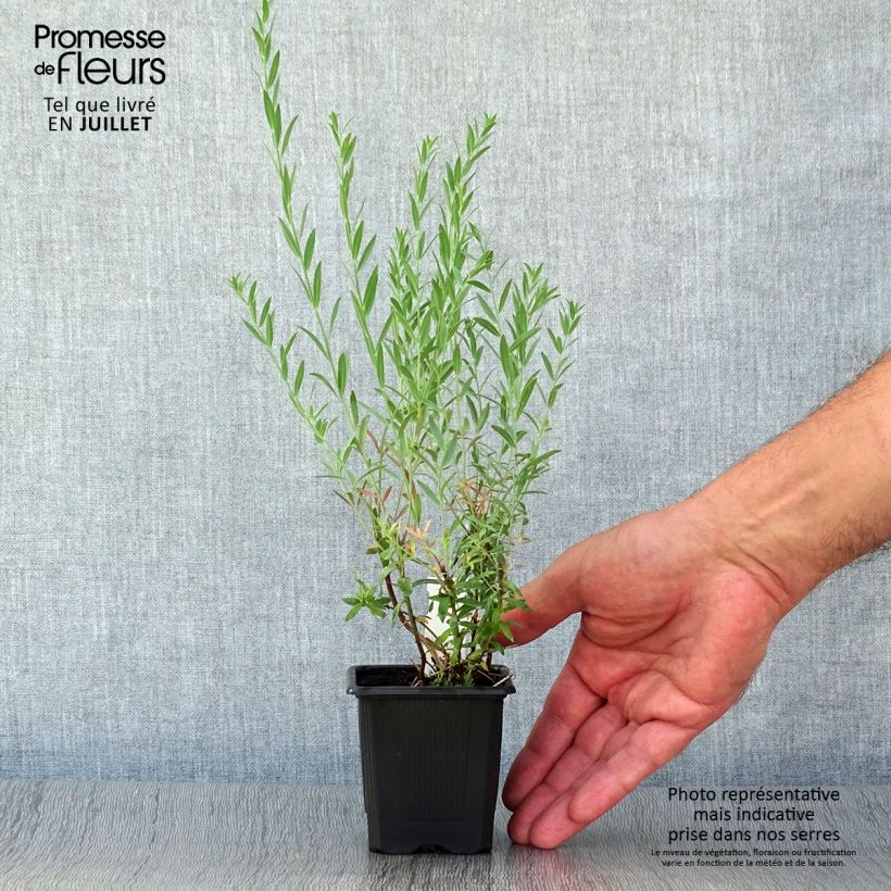 Esimerkki kesällä toimitetusta Purppurakannusruoho Peachy Taimiruukku 8/9 cm-taimesta