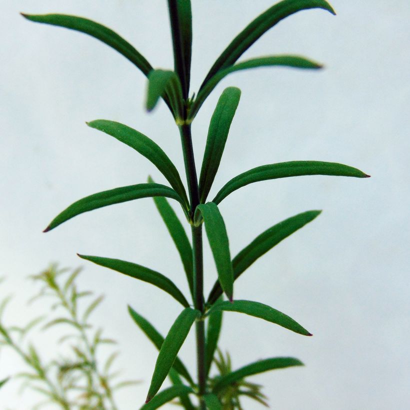 Kannusruoho Antique Silver (Lehvistö)
