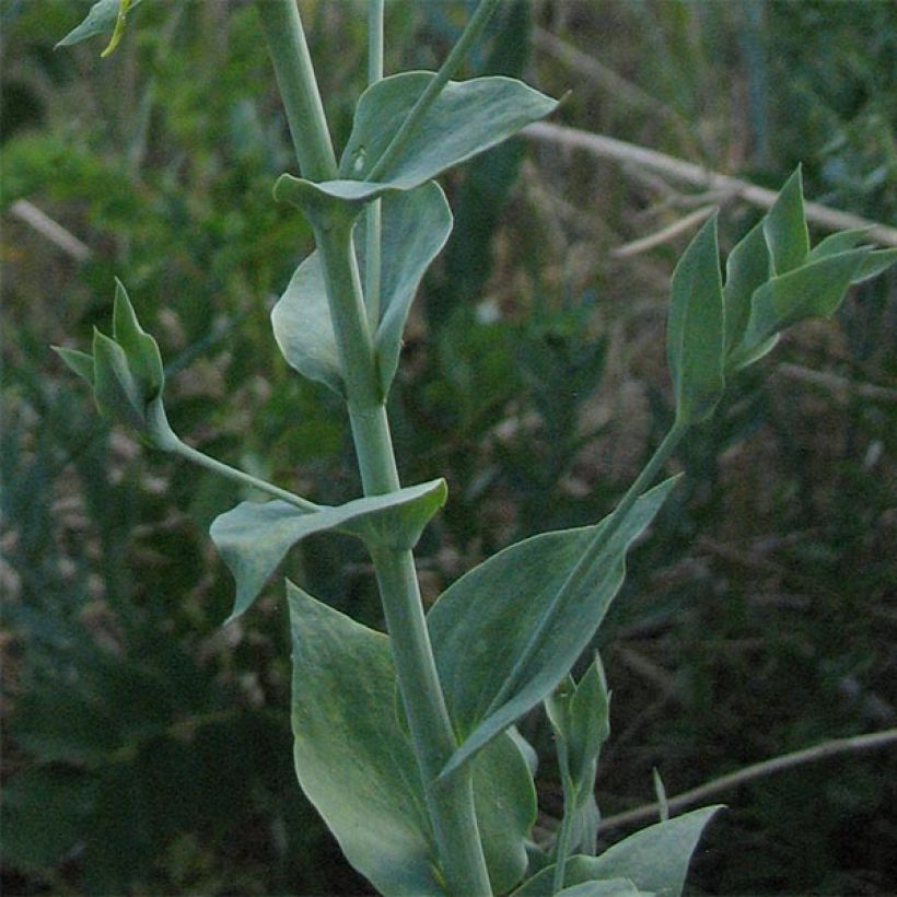 Kannusruoho - Linaria dalmatica (Lehvistö)