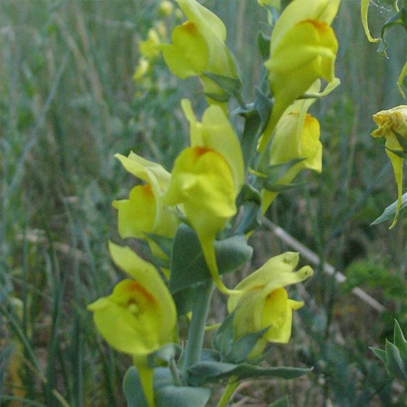 Kannusruoho - Linaria dalmatica (Kukinta)