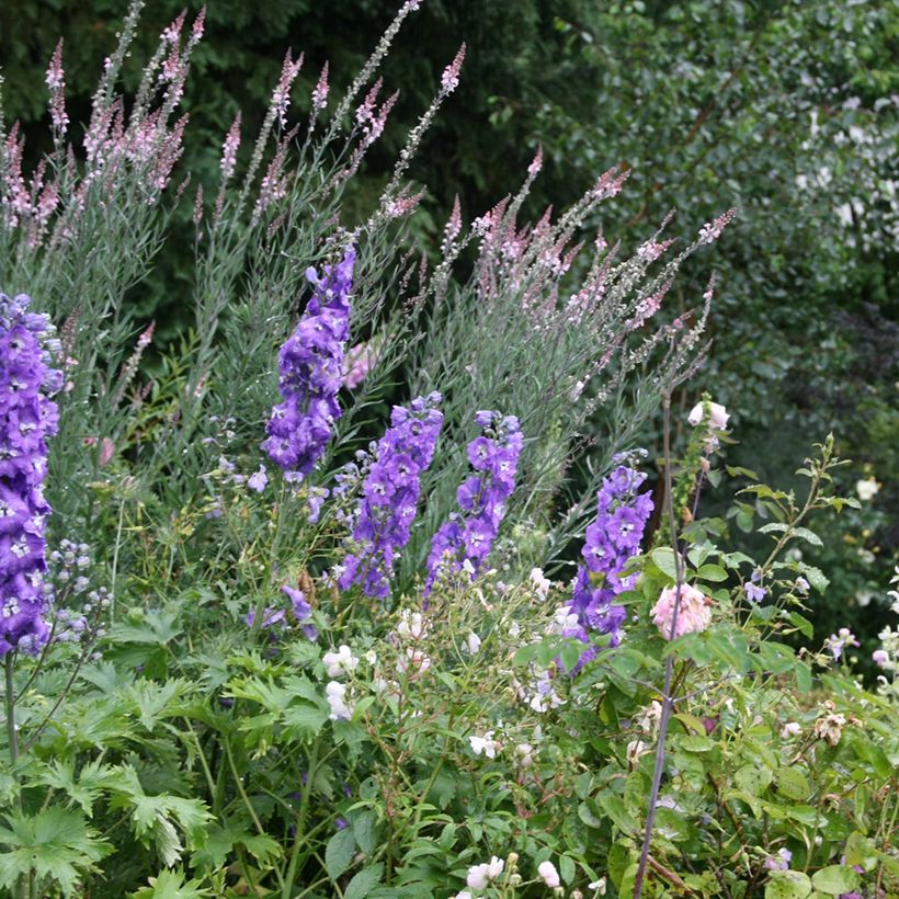 Purppurakannusruoho Canon J. Went (Kasvutapa)