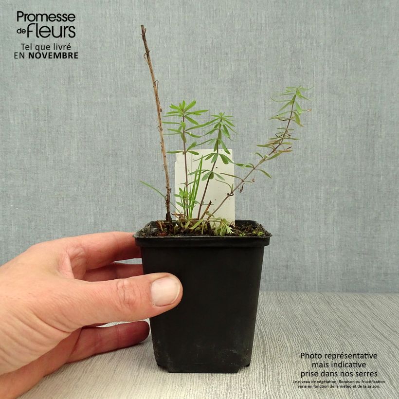 Esimerkki syksyllä toimitetusta Purppurakannusruoho - Linaria purpurea 8/9 cm taimiruukku-taimesta