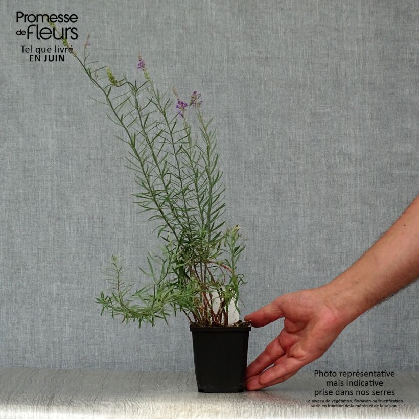 Esimerkki kesällä toimitetusta Purppurakannusruoho - Linaria purpurea Godet de 8/9 cm-taimesta