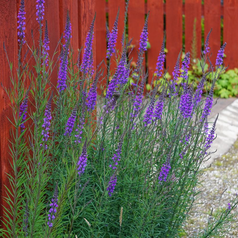 Purppurakannusruoho - Linaria purpurea (Kasvutapa)