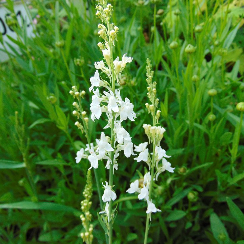 Purppurakannusruoho Alba (Kukinta)
