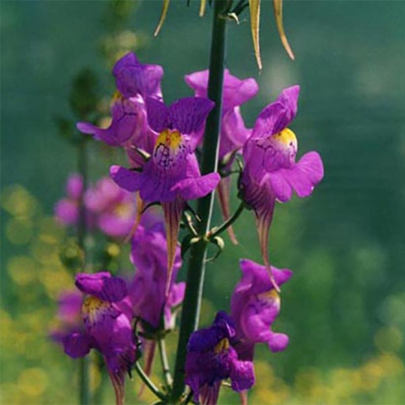 Sädekannusruoho - Linaria triornithophora (Kukinta)