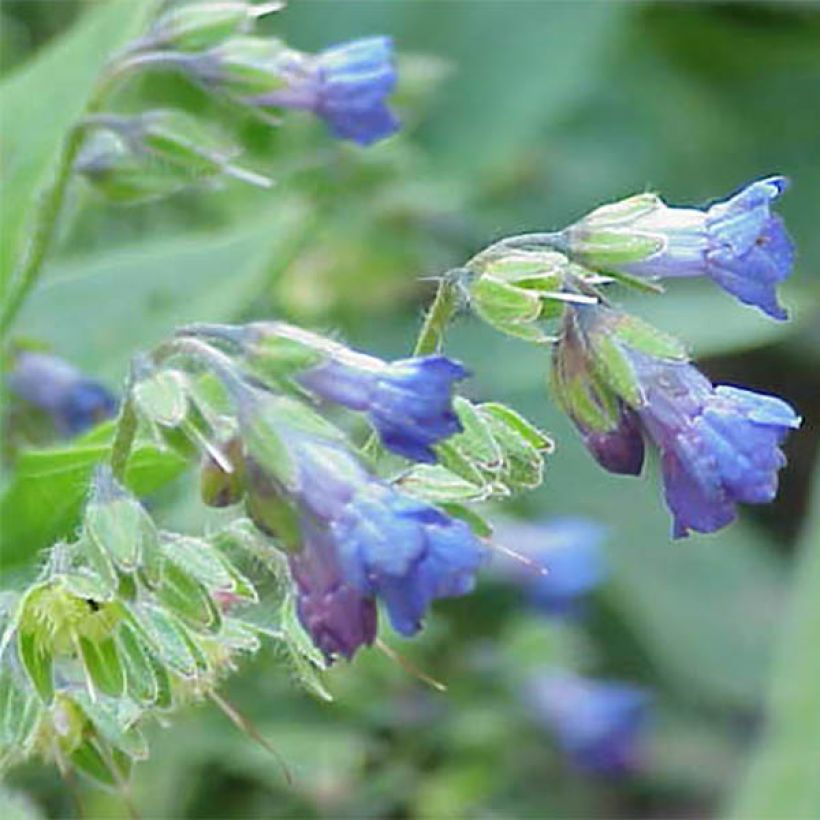 Lindelofia longiflora (Kukinta)