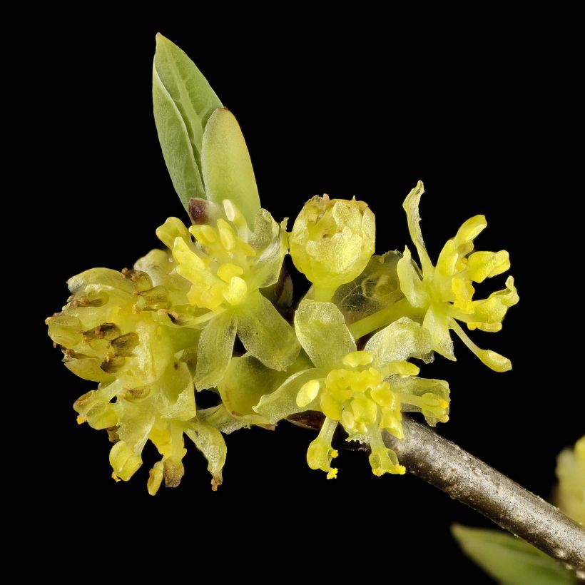 Rohtoryytilaakeri - Lindera benzoin (Kukinta)