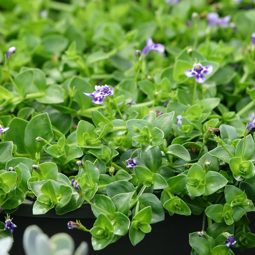 Lindernia grandiflora (Lehvistö)