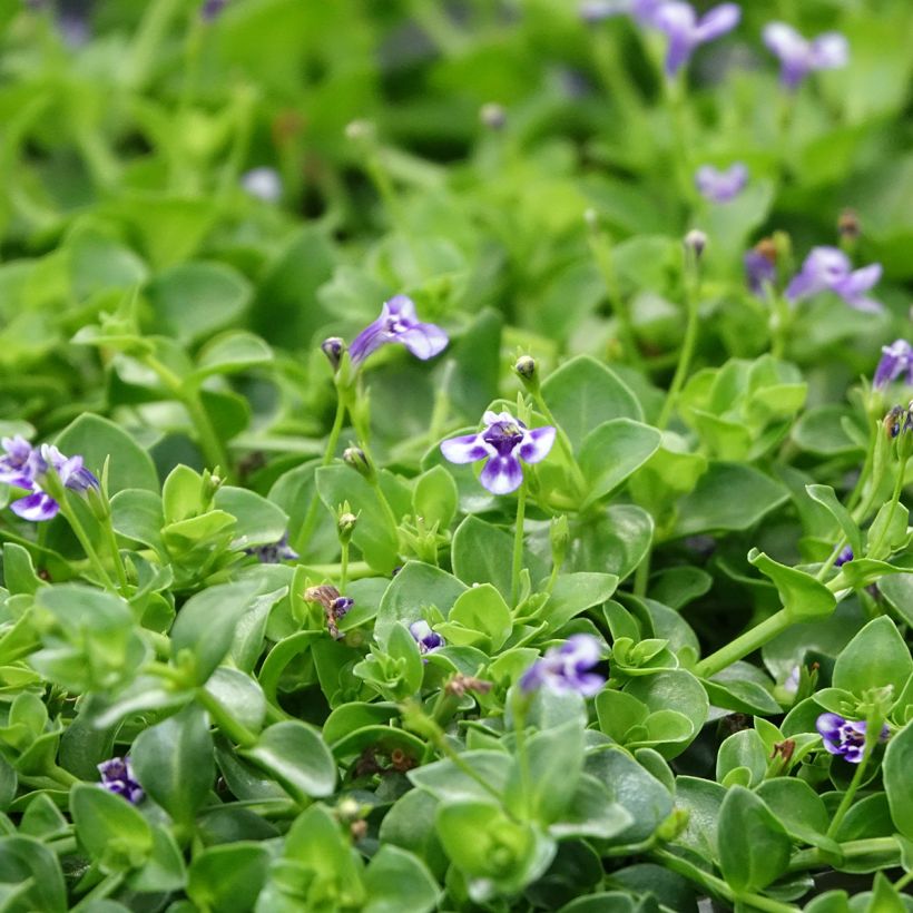 Lindernia grandiflora (Kukinta)
