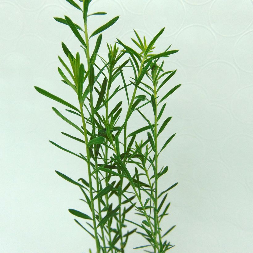Sinipellava - Linum perenne (Lehvistö)