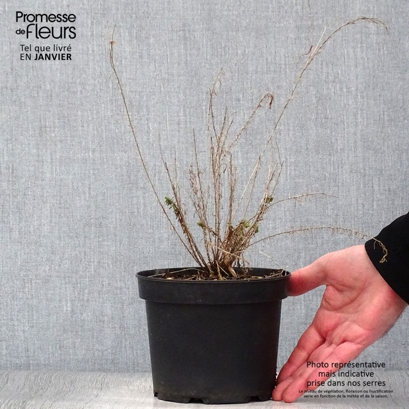 Esimerkki talvella toimitetusta Sinipellava - Linum perenne Ruukku 2L / 3L-taimesta