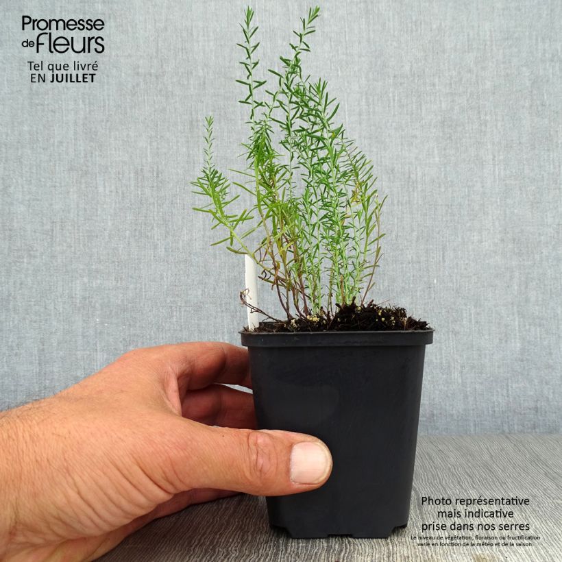Esimerkki kesällä toimitetusta Sinipellava - Linum perenne Taimiruukku 7/8 cm-taimesta