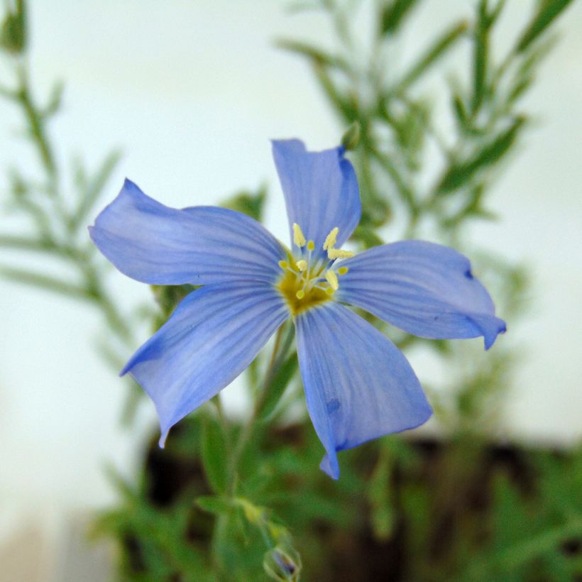 Sinipellava - Linum perenne (Kukinta)