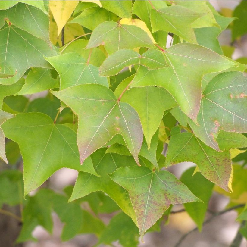 Kiinanambrapuu - Liquidambar formosana (Lehvistö)