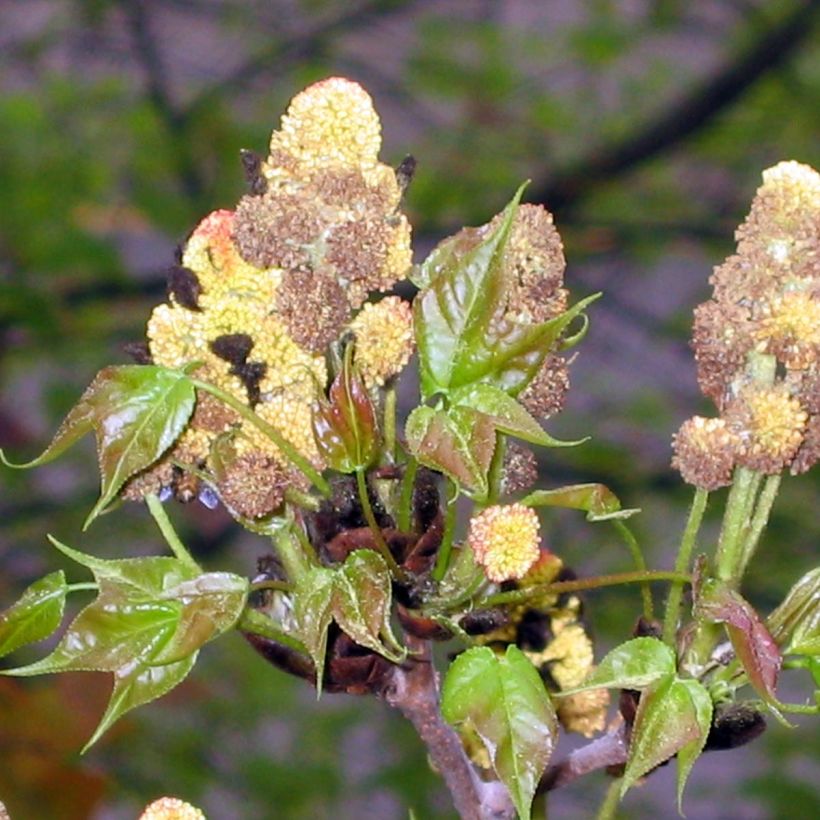 Kiinanambrapuu - Liquidambar formosana (Kukinta)