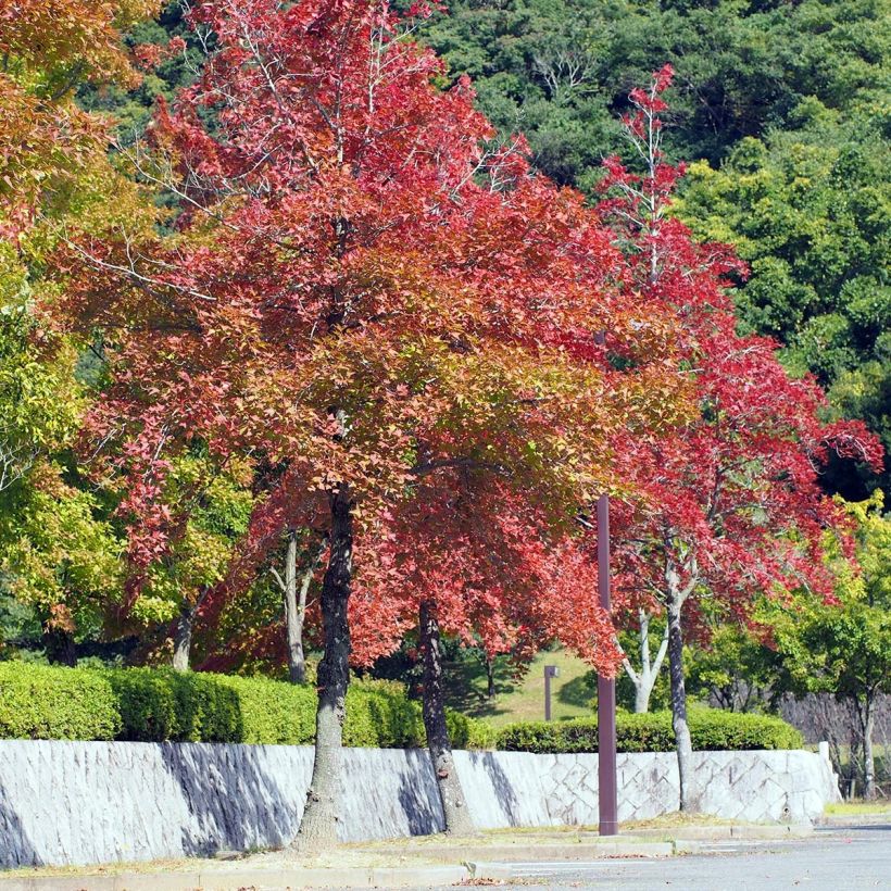 Kiinanambrapuu - Liquidambar formosana (Kasvutapa)