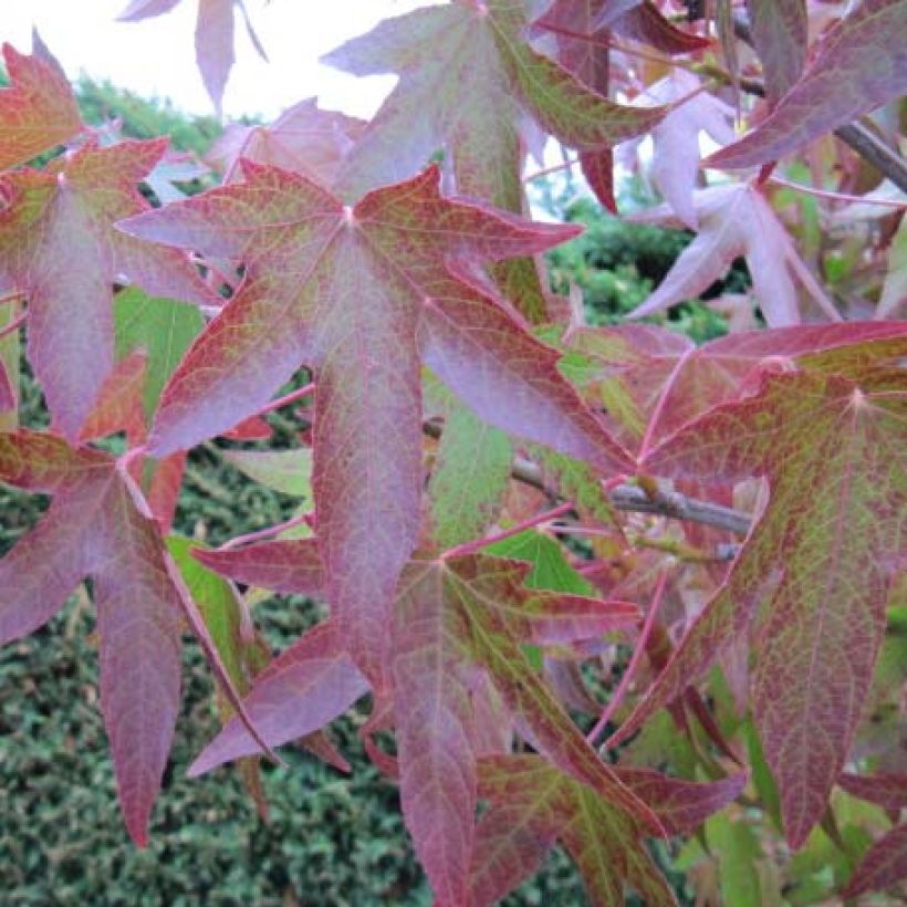 Lännenambrapuu - Liquidambar styraciflua (Lehvistö)