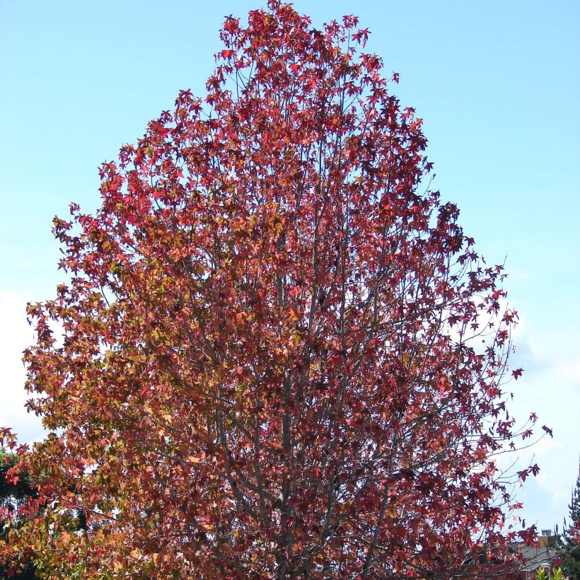 Lännenambrapuu - Liquidambar styraciflua (Kasvutapa)