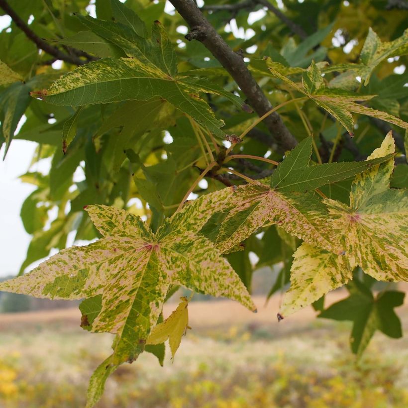 Lännenambrapuu Aurea (Lehvistö)
