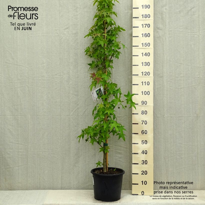 Esimerkki keväällä toimitetusta Lännenambrapuu Palo Alto Pot de 12L/15L-taimesta
