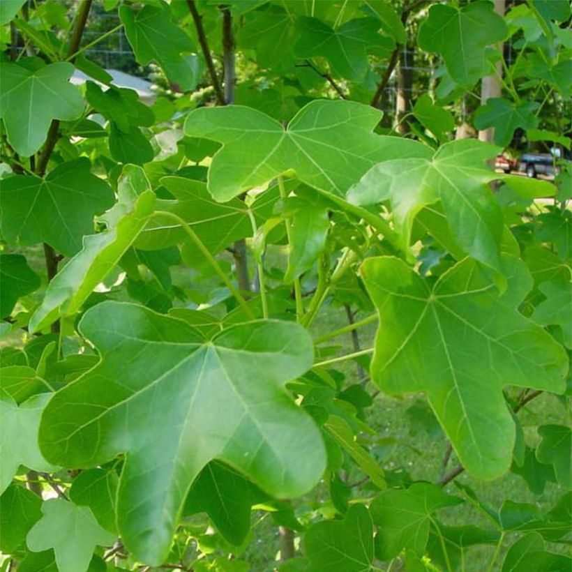 Lännenambrapuu Rotundiloba (Lehvistö)