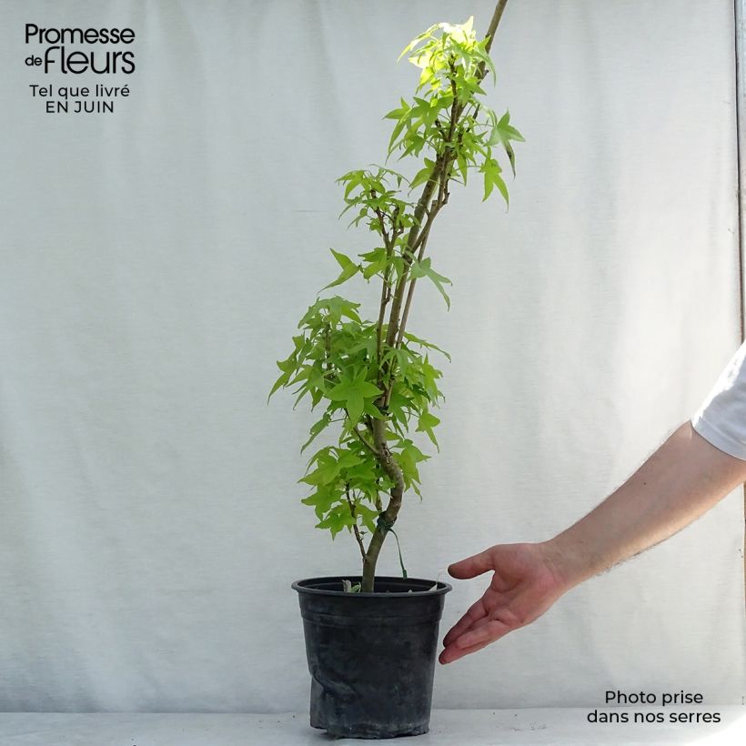 Esimerkki kesällä toimitetusta Lännenambrapuu Slender Silhouette Pot de 4L/5L-taimesta