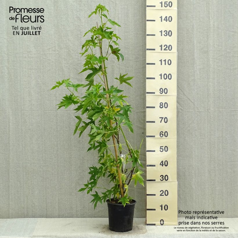 Esimerkki kesällä toimitetusta Lännenambrapuu Worplesdon Pot de 4L/5L-taimesta