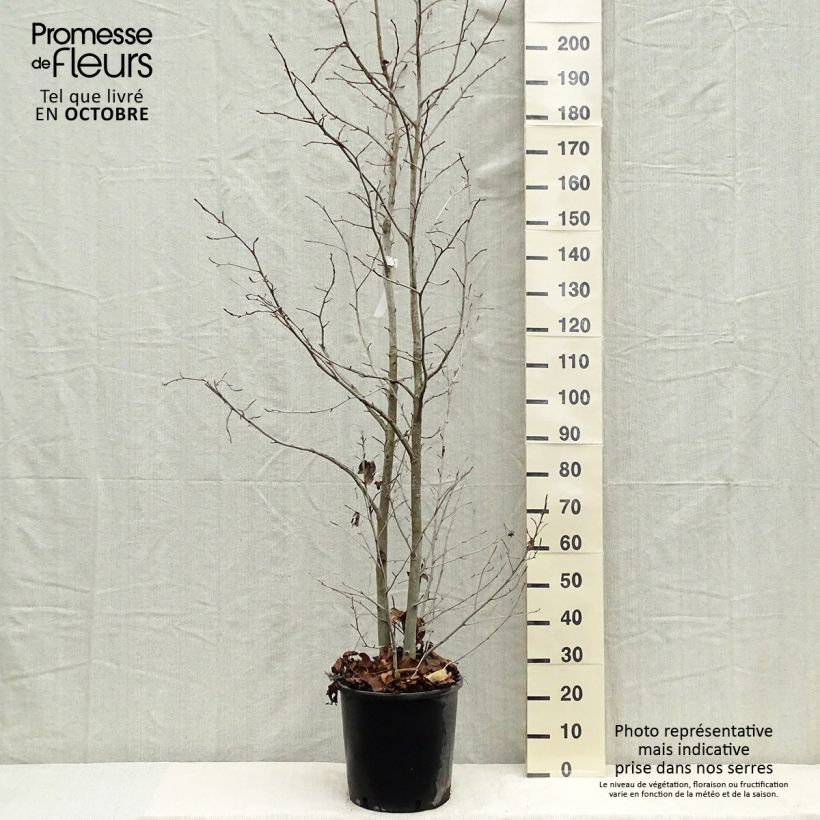 Esimerkki syksyllä toimitetusta Lännenambrapuu - Liquidambar styraciflua 7,5 litran / 10 litran ruukku-taimesta