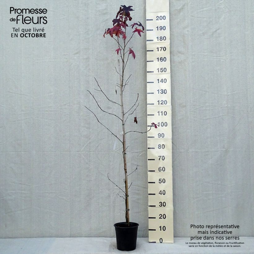 Esimerkki syksyllä toimitetusta Lännenambrapuu - Liquidambar styraciflua 3 litran/4 litran ruukku-taimesta
