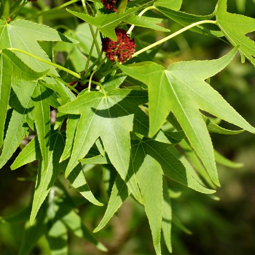 Lännenambrapuu Stella (Lehvistö)