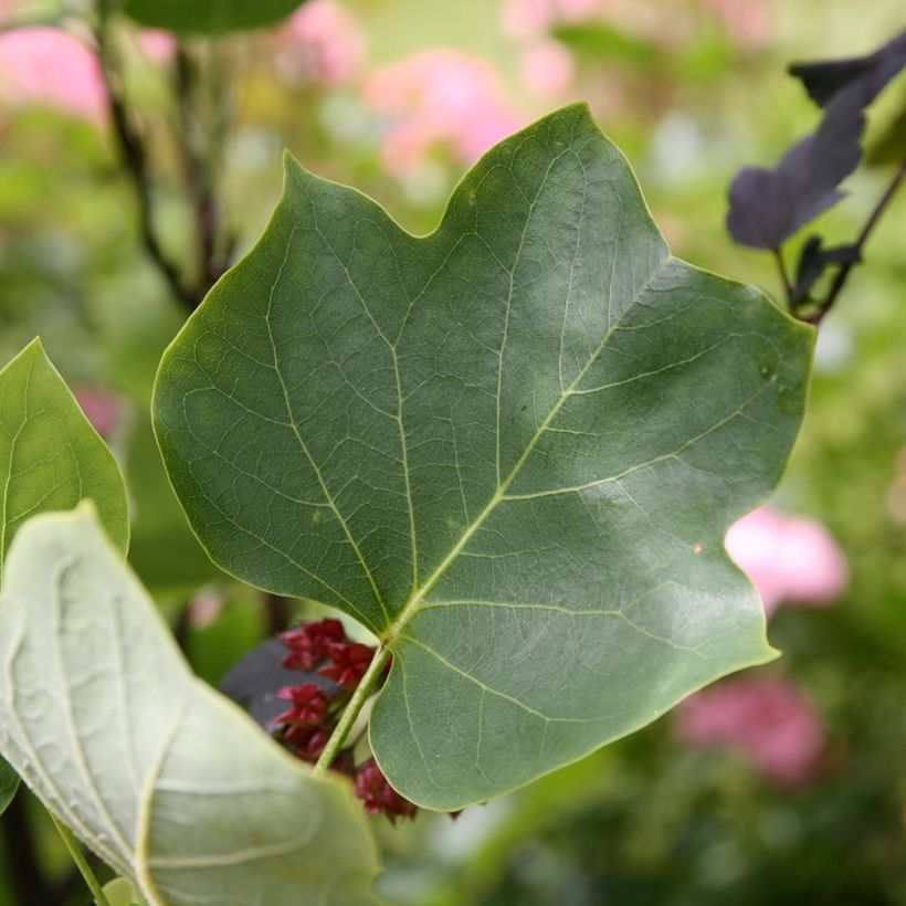 Lännentulppaanipuu Aureomarginatum (Lehvistö)