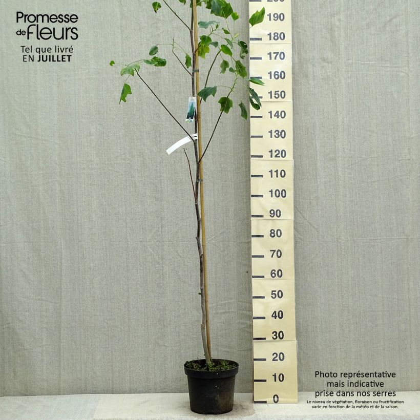 Esimerkki kesällä toimitetusta Lännentulppaanipuu Aureomarginatum Pot de 7,5L/10L-taimesta