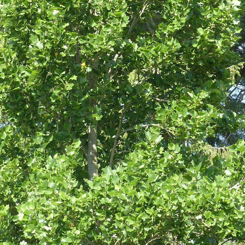 Lännentulppaanipuu Fastigiata (Lehvistö)