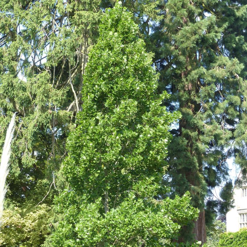 Lännentulppaanipuu Fastigiata (Kasvutapa)
