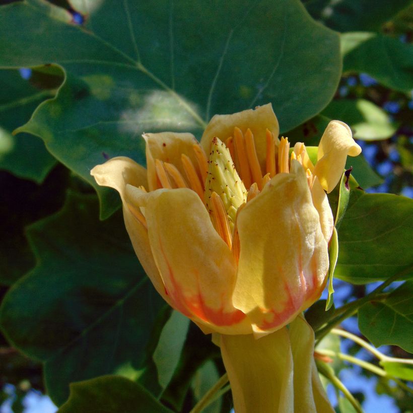Lännentulppaanipuu - Liriodendron tulipifera (Kukinta)