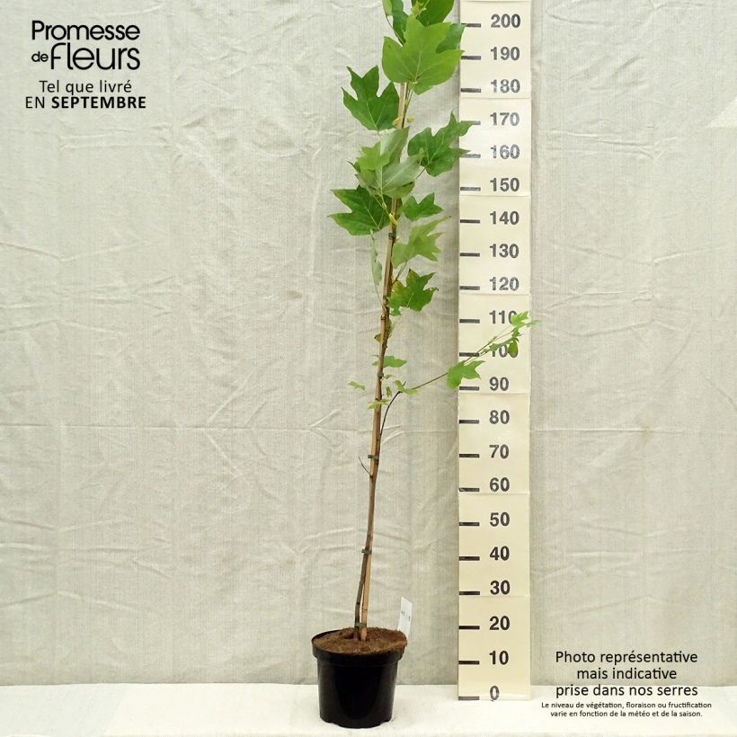 Esimerkki syksyllä toimitetusta Lännentulppaanipuu - Liriodendron tulipifera 4 litran/5 litran ruukku-taimesta