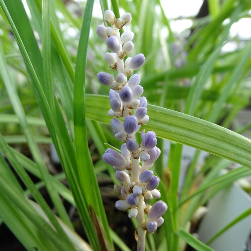Apinanruoho - Liriope muscari (Kukinta)