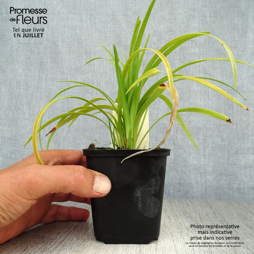 Esimerkki kesällä toimitetusta Apinanruoho Evergreen Giant Godet de 8/9 cm-taimesta
