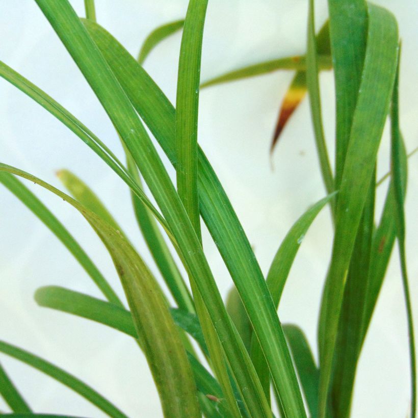 Apinanruoho Ingwersen (Lehvistö)
