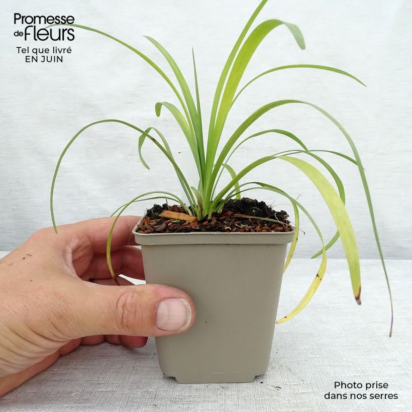 Esimerkki kesällä toimitetusta Apinanruoho Majestic Godet de 8/9 cm-taimesta