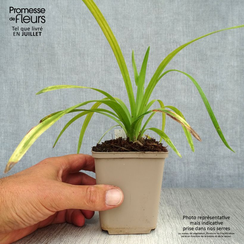 Esimerkki kesällä toimitetusta Apinanruoho Royal Purple Taimiruukku 8/9 cm-taimesta