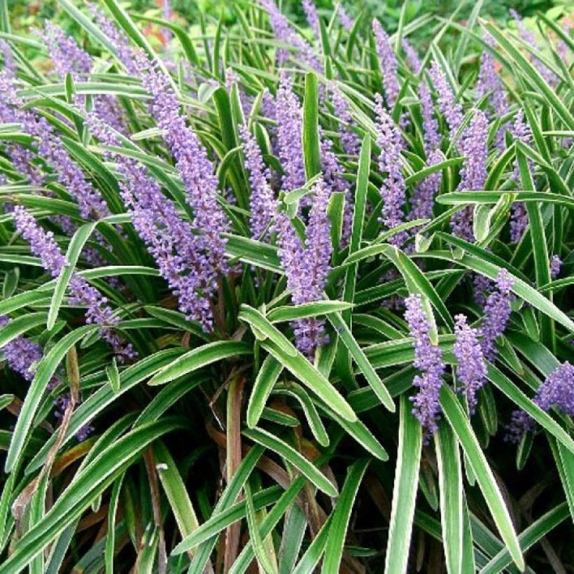 Apinanruoho Variegata (Lehvistö)
