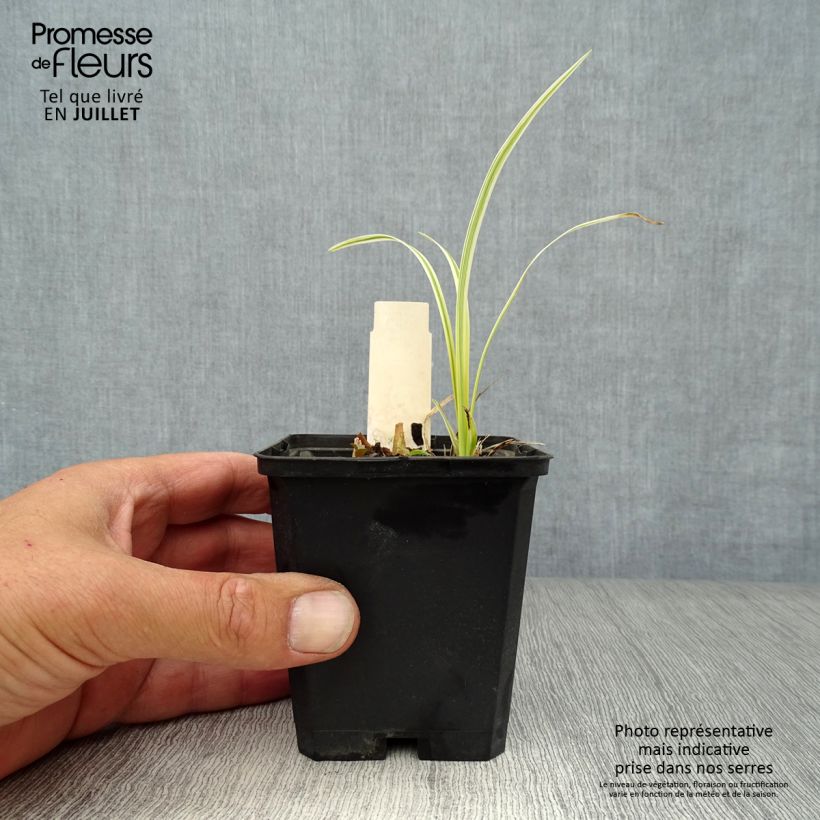 Esimerkki kesällä toimitetusta Apinanruoho Variegata Godet de 8/9 cm-taimesta