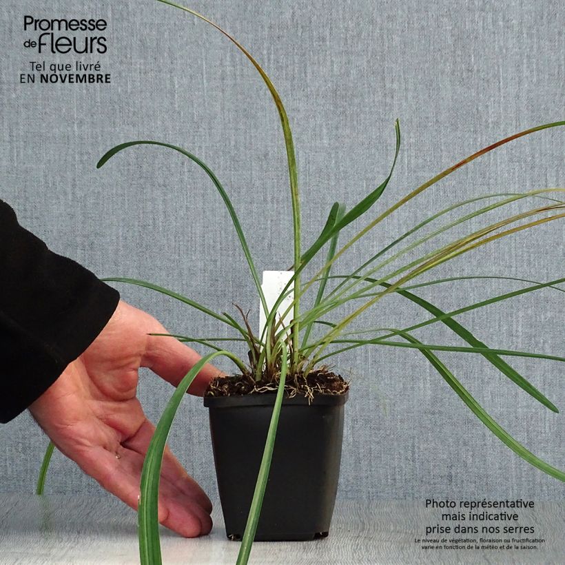 Esimerkki syksyllä toimitetusta Apinanruoho - Liriope muscari 8/9 cm taimiruukku-taimesta