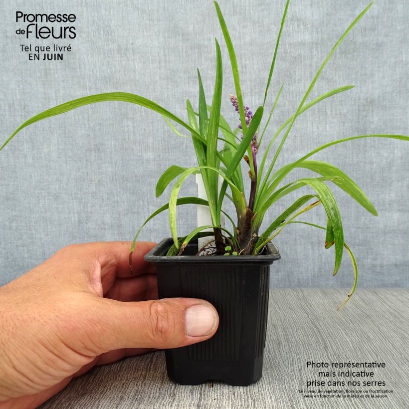 Esimerkki kesällä toimitetusta Apinanruoho - Liriope muscari 8/9 cm taimiruukku-taimesta