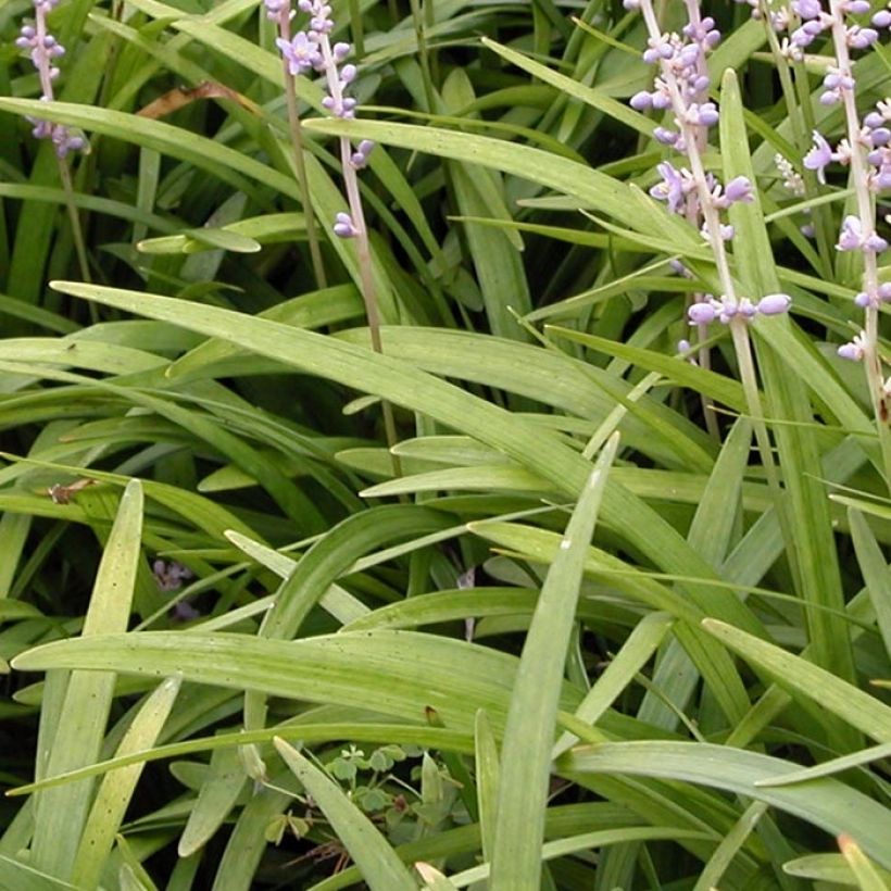Apinanruoho - Liriope spicata (Lehvistö)