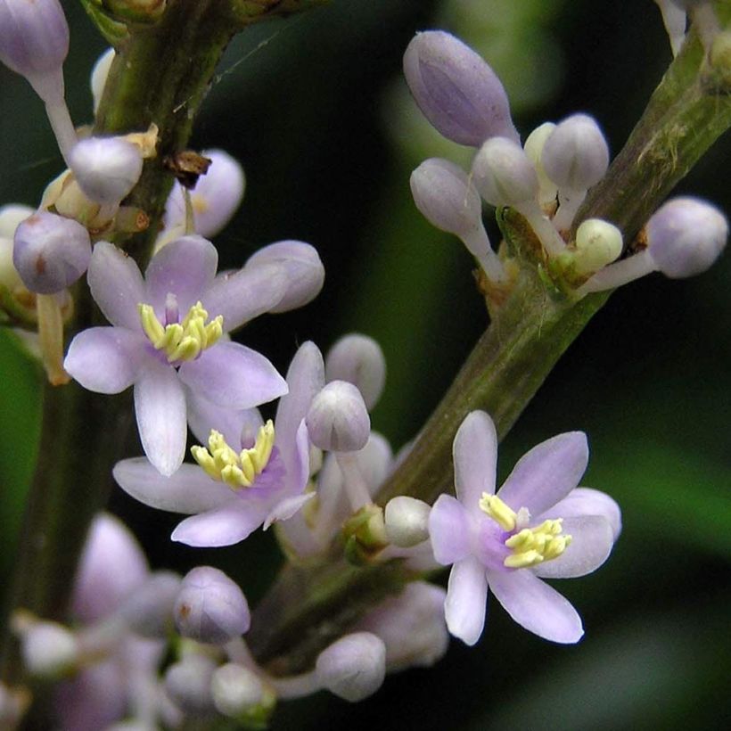 Apinanruoho - Liriope spicata (Kukinta)